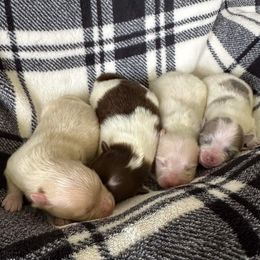 Australian Shepherd and Pomeranian Puppies from Liza’s Aussies & Poms