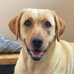 Labrador Retrievers from Amber's Labrador Retrievers