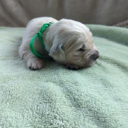 Green - Light golden male Golden Retriever puppy in Roseburg, Oregon from Unbound Goldens