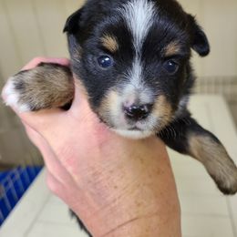Toy Australian Shepherd Puppies from Beasley Acres Aussies