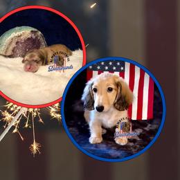 Dachshund Puppies from Always Faithful Dachshunds