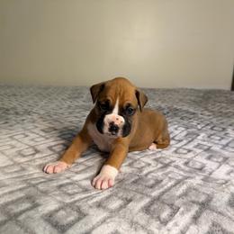 Boy 1 - Fawn male Boxer puppy in Prestonsburg, Kentucky from Bre’s Boxers