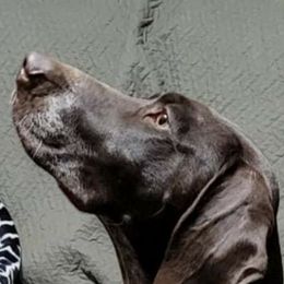 German Shorthaired Pointers and Vizslas from Woodbine Vizslas and German Shorthaired Pointers