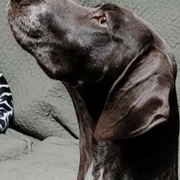 German Shorthaired Pointers and Vizslas from Woodbine Vizslas and German Shorthaired Pointers