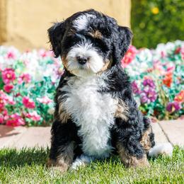Tink - Tri-color female Bernedoodle puppy in Gilbert, Arizona from Safe Havynn Doodles