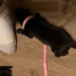 Pink collar girl - Bi-color female German Shepherd puppy in Centralia, Illinois from Janices AKC German Sheperds LLC