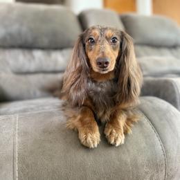 Paige - Dachshund