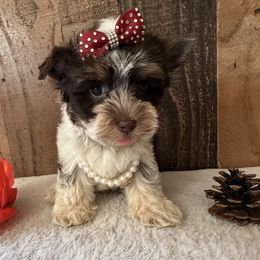 Candi - Parti female Yorkshire Terrier puppy in Howe, Oklahoma from Ray Holder
