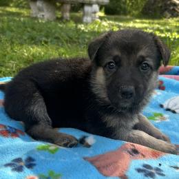 Kaiser - Black and silver male German Shepherd puppy in Perkasie, Pennsylvania from Twila Ruth Herot
