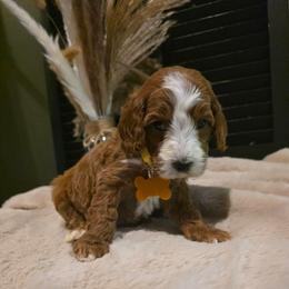 Toby - Red  male Goldendoodle puppy in Bristol, Tennessee from Brasingtondoodles