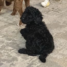 Jase - Black male Poodle puppy in Cabool, Missouri from Rafter B Farms