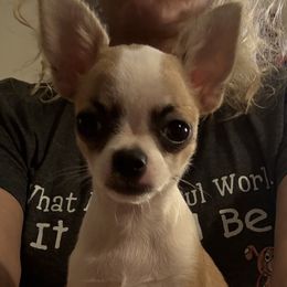 Tucker - Fawn male Chihuahua puppy in Summerfield, Florida from Uey’s Chihuahuas