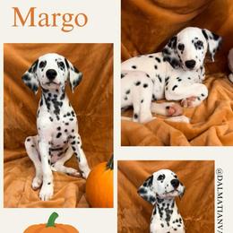 Margo - White and black female Dalmatian puppy in Chehalis, Washington from Dalmatian Vacation