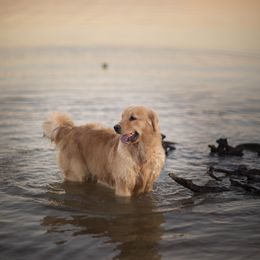 Cavalier King Charles Spaniel and Golden Retriever Puppies from Tsarevich Goldens and Cavaliers