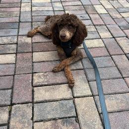 Moses - Poodle