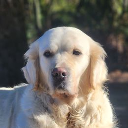 Meiko - Golden Retriever