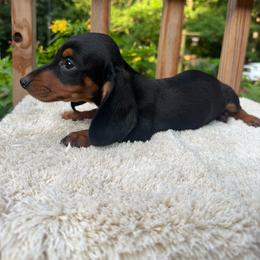 Boy 1 - Black and tan male Dachshund puppy in Stilwell, Oklahoma from Johnson Dachshund’s