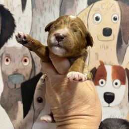 Girl 1 - female Goldendoodle puppy in Placerville, California from New Dawn Poodles and Doodles