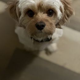 Lumber - Cavapoo