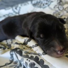 4 - Black tri-color male Australian Shepherd puppy in Albany, Oregon from Red Cloud Australian Shepherds and DeGray Great Danes & Bulldogs