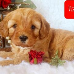 Cavalier King Charles Spaniel and Cavapoo Puppies from Sunset Valley Cavaliers