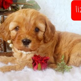 Cavalier King Charles Spaniel and Cavapoo Puppies from Sunset Valley Cavaliers