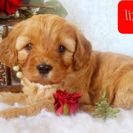 Cavalier King Charles Spaniel and Cavapoo Puppies from Sunset Valley Cavaliers