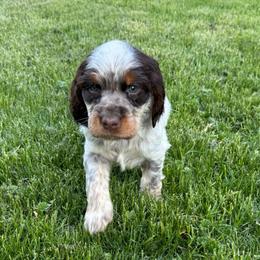 Brownie - Liver white and tan female English Springer Spaniel puppy in Coeur D'alene, Idaho from Springer Hollow