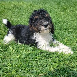 Boy 3 - male Goldendoodle puppy in Harrisburg, Nebraska from Wildcat Hills Doodles