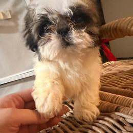Max - Chocolate and tan male Shih Tzu puppy in Azusa, California from RJ Shih Tzu lover