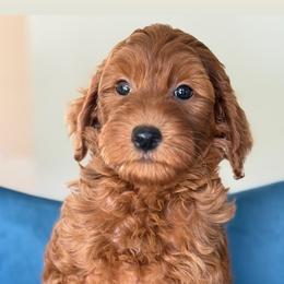 Nancy - Red  female Goldendoodle puppy in Yuciapa, California from AlltheDoodlez_