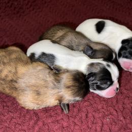 Shih Tzu Puppies from Lavender Lane Tzus
