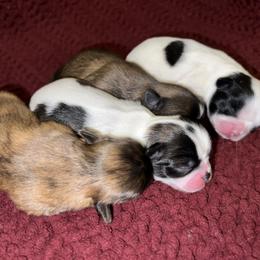 Shih Tzu Puppies from Lavender Lane Tzus