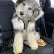 "Murphy (Soldier from the Patriotic litter)" Bordoodle Puppies from Brisby Bordoodles