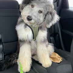 "Murphy (Soldier from the Patriotic litter)" Bordoodle Puppies from Brisby Bordoodles