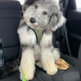 "Murphy (Soldier from the Patriotic litter)" Bordoodle Puppies from Brisby Bordoodles