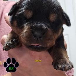 Yellow - Black and mahogany female Rottweiler puppy in Tangent, Oregon from Raya's Royals