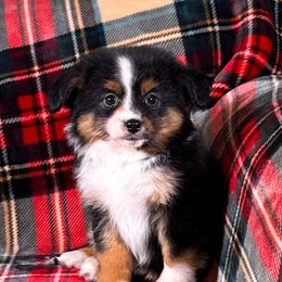 Faye - Black tri female Toy Australian Shepherd puppy in Liberty Hill, Texas from Pistol Paws Aussies