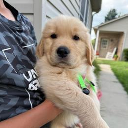 Green boy - Golden male Golden Retriever puppy in Macy, Indiana from Macy Golden Meadows