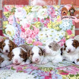 Goldendoodle puppies from Golden Paws Fur Babies