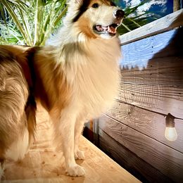 Collie All Grown Up from River Spirit Collies