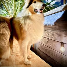 Collie All Grown Up from River Spirit Collies