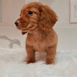 Male 2 - Cream male Dachshund puppy in Hesperia, California from VOM HAUSE Imperial