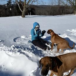 Rhodesian Ridgeback All Grown Up from Abbey Rhode Rhodesian Ridgebacks