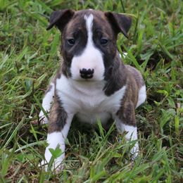 Miniature Bull Terrier Puppies from Penderosa Miniature Bull Terriers