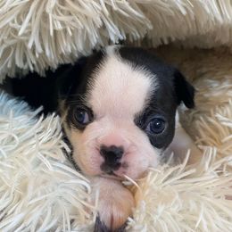 Luna AKC - Black brindle and white female Boston Terrier puppy in Imperial, Missouri from Boston Kup Breeders