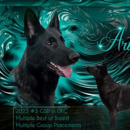 Artemis  - German Shepherd