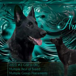 Artemis  - German Shepherd