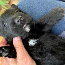 Barbie - Black female Scottish Terrier puppy in Crossville, Tennessee from Cavern Kennels