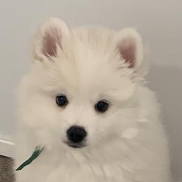 American Eskimo Dogs from Graces'